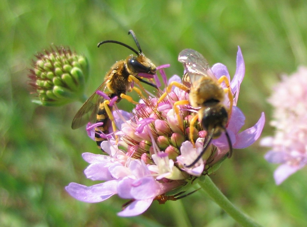 Apidae Halictinae: Halictus sp.